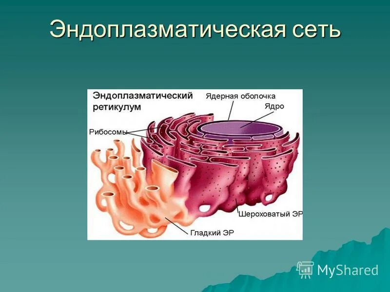 Канал эндоплазматической сети