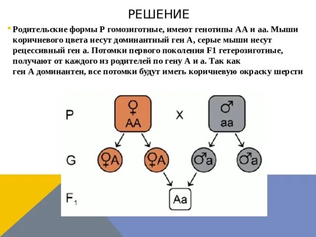 При скрещивании чистой линии мышей. Гомозиготный и гетерозиготный генотип. Гомозиготный генотип. Гомозиготные задачи. Гомозиготная форма это.