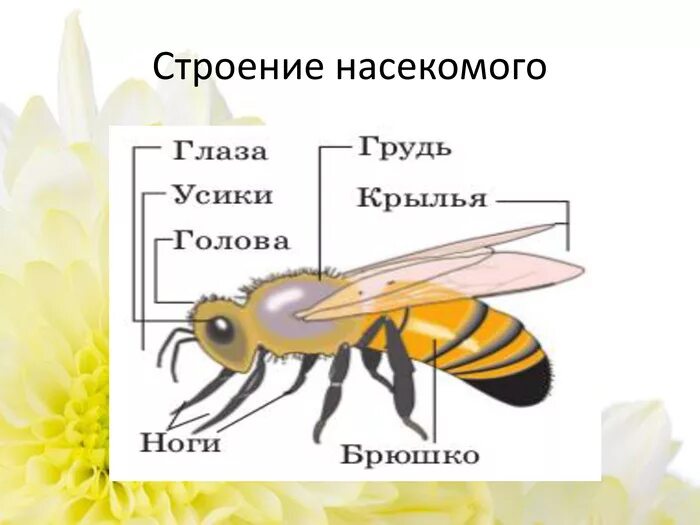 Строение насекомых. Внешнее строение насекомого схема. внешне строение насекомых. внешнеес троение насекомомго. класс насекомые внешнее строение насекомых.