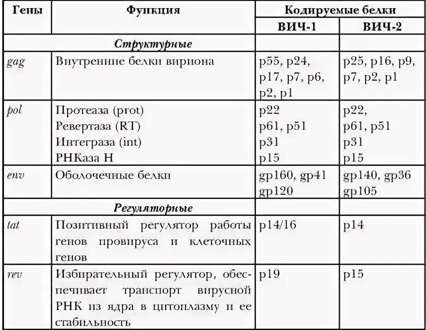 Белки вич. Функции структурных белков ВИЧ. Геном ВИЧ гены кодирующие функциональные белки. Основные белки ВИЧ.