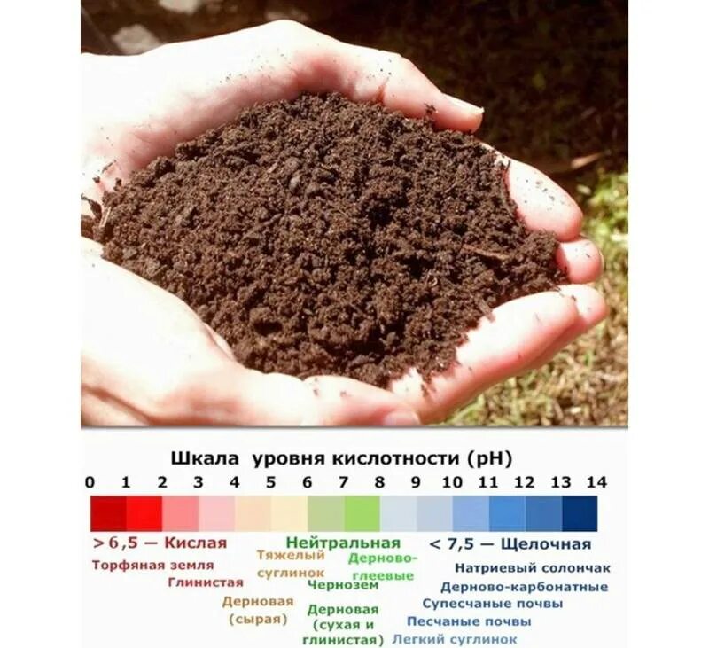 Какая почва на даче. Почва. Кислая почва. Кислотность почвы. Земля для растений.