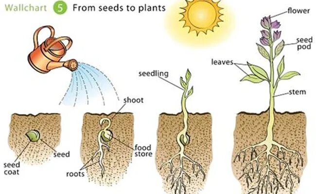How plant. How to plant seeds for kids. how plants grow. how to grow a plant. how do plants grow.