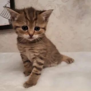 Котята в добрые в армавире