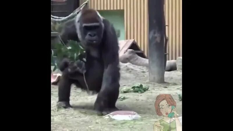 Матери ревнуют сыновей. Видеоролик горилла МАМАТАРА разозлился. Горилла МАМАТАРА увидел кентавра.