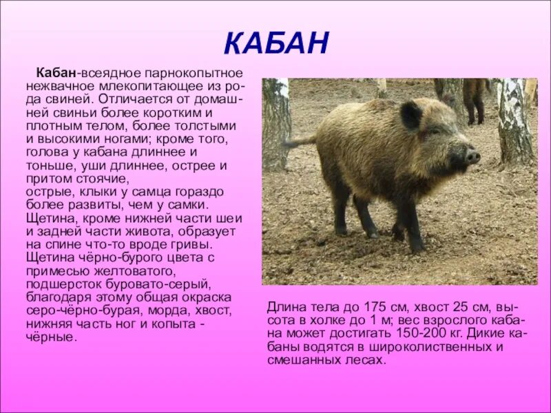 Дикий кабан описание. Кабан презентация. Кабан описание для детей. Описание кабана. Кабан описание животного.