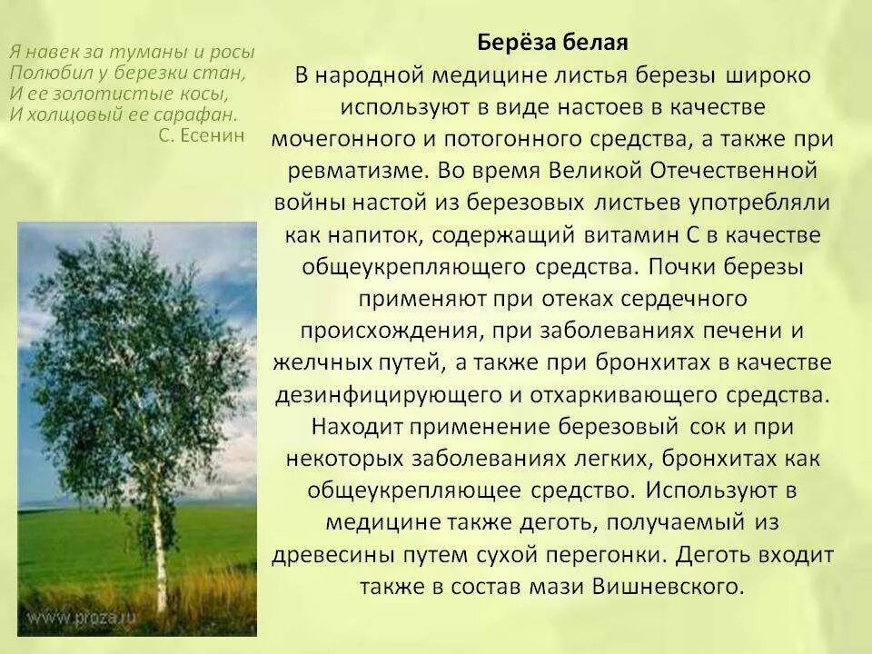 Свойства березовых листьев