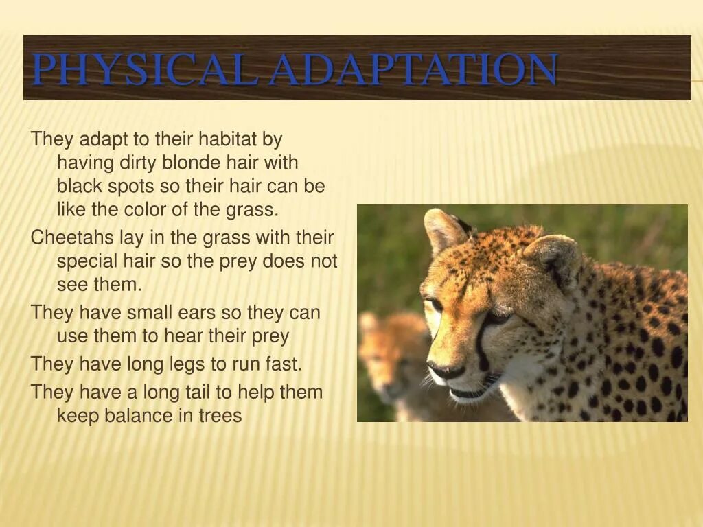 Английский 5 класс описать животных. Описание животного на английском. Гепард описание животного. Описание гепарда на английском. Как по английски будет гепард.