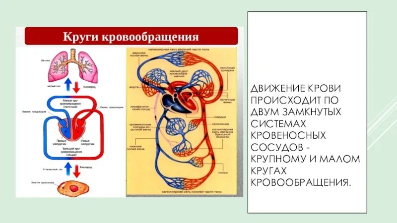 Движение крови биология 8 класс. Круги кровообращения. 2 Круга кровообращения. Движение крови по малому кругу кровообращения. Движение крови в Малом круге кровообращения.