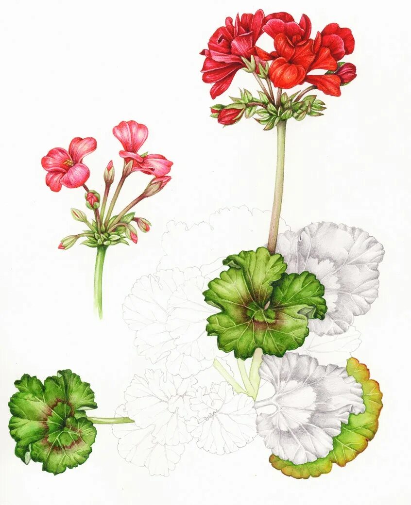 Пеларгония джагершус Фалей. Vintage Rose пеларгония. Пеларгония Ботаническая иллюстрация. Пеларгония Бруксайд Пальинья. Герань биология