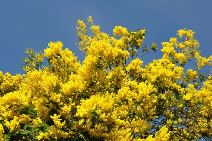 цветение мимозы в сочи. цветет мимоза в сочи 2023. мимоза цветет в сочи. цветение мимозы в сочи. цветение мимозы в сочи 2024.