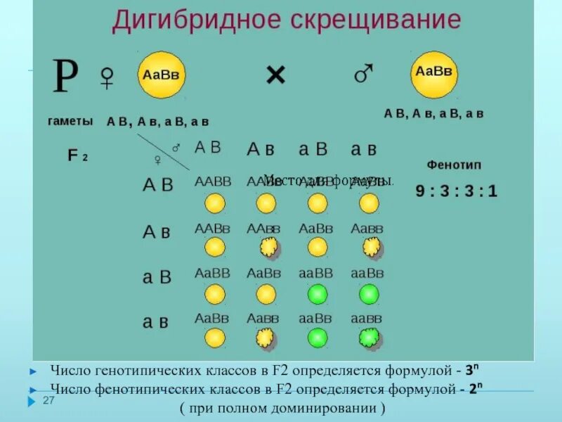 Сколько гамет образует генотип aabb. Тригибрилное скрещивание. схема дигибридного скрещивания гороха. таблица гамет дигибридное скрещивание. 3 закон менделя дигибридное скрещивание.