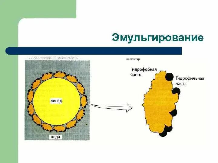 Участвует в эмульгировании жиров
