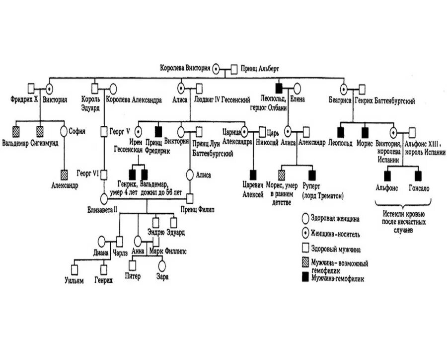 Древо потомков. Генеалогическое Древо Виктории королевы Англии. Генеалогическое Древо семьи Романовых гомофилия. Родословная королевы Виктории Великобритания. Наследование гемофилии в царской семье генеалогическое Древо.