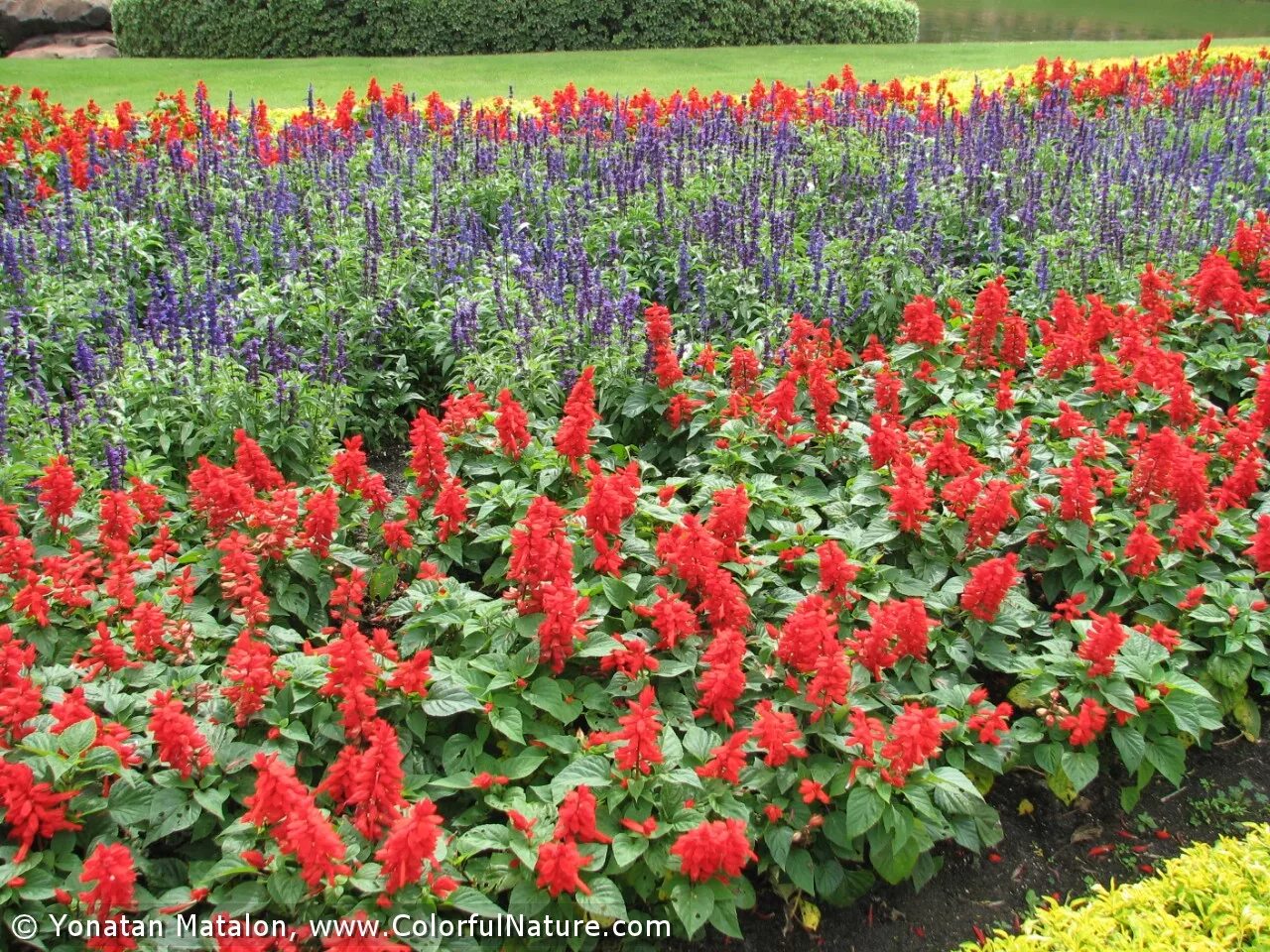 Сальвия кембридж. Сальвия и цинерария. Сальвия блестящая (salvia splendens) carabiniere. Сальвия блестящая (salvia splendens). Сальвия сверкающая.