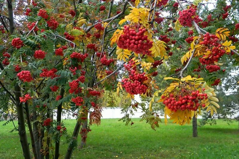 Рябина и клен дерево. Рябина обыкновенная куст. Кущ Калини. Осенняя рябина дерево. Рябина повислая.