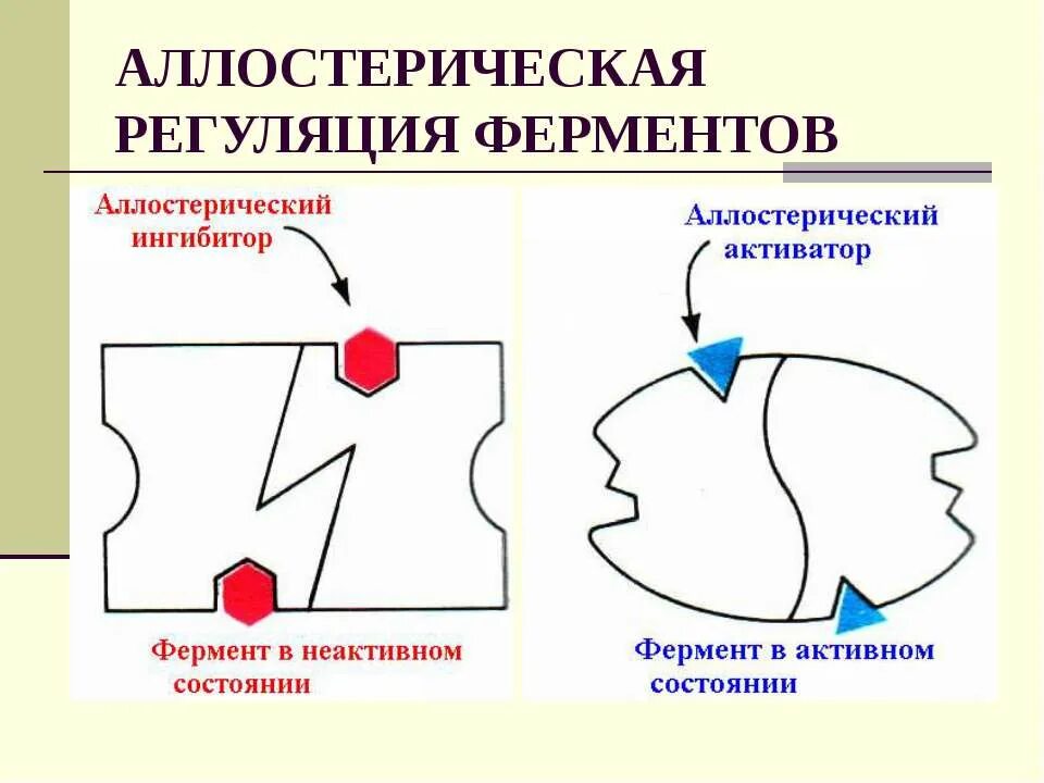 Активная группа фермента. Аллостерическая регуляция активности ферментов биохимия. Аллостерический фермент схема. Схема регуляции активности аллостерического фермента. Регуляция активности ферментов схемы.