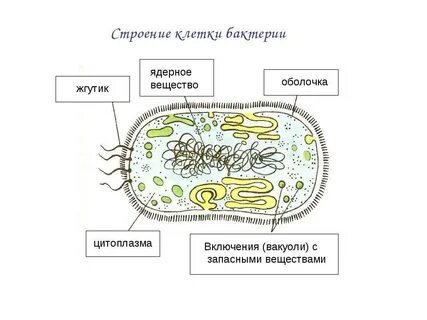 Схема бактерии 5 класс биология