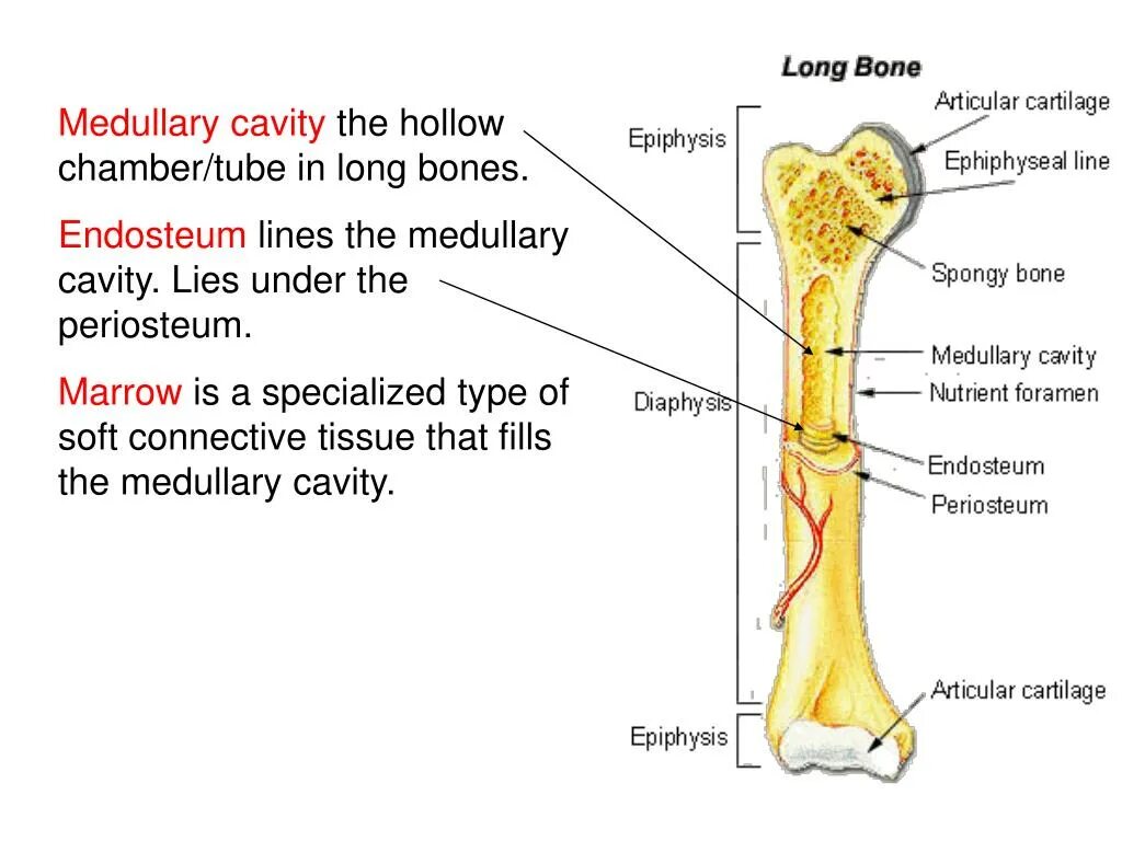 Строение кости диафиз эпифиз. Диафиз локтевой кости. Эпифиз лучевой кости. Bone meaning