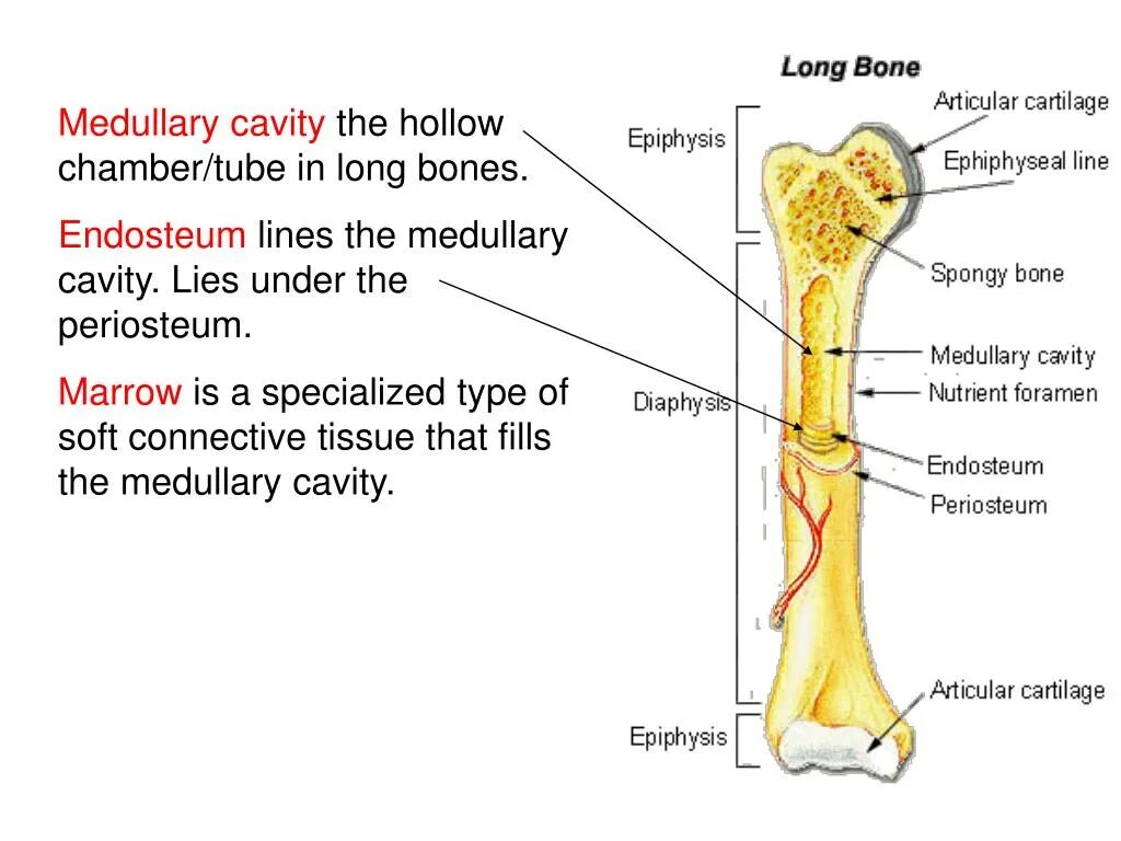 Bone meaning