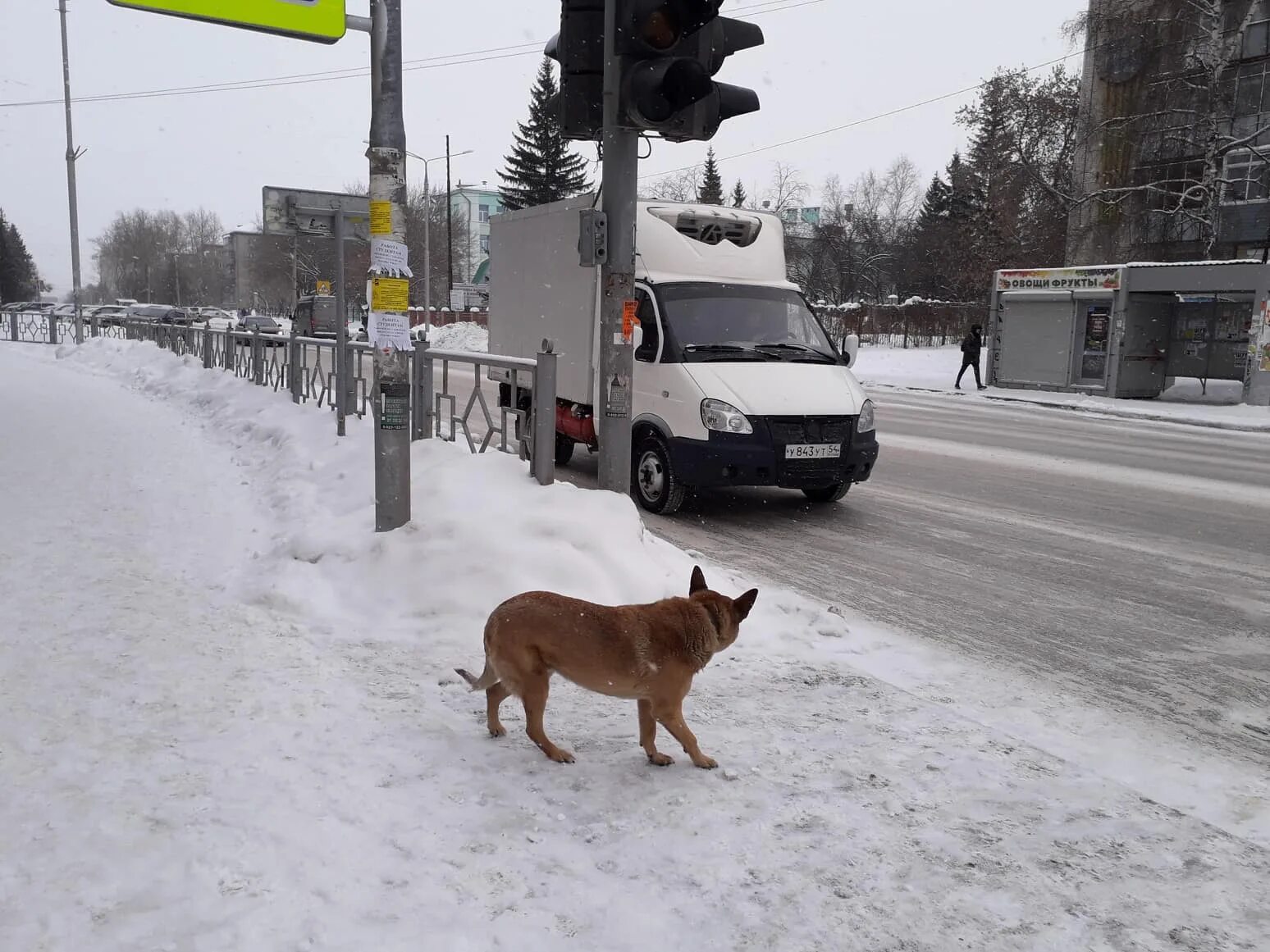 Потеряшка нск новосибирск собаки. Бездомные собаки новосибирска. Нск собака. Бродячие собаки. Авито новосибирск собаки.