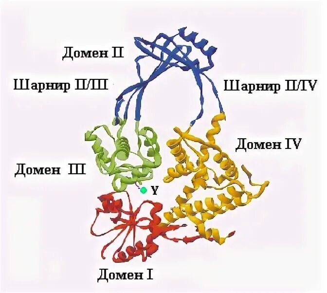 Доменная структура белков. Домен это биохимия. Доменная структура белка. Структурные домены белков. Домен доменные белки