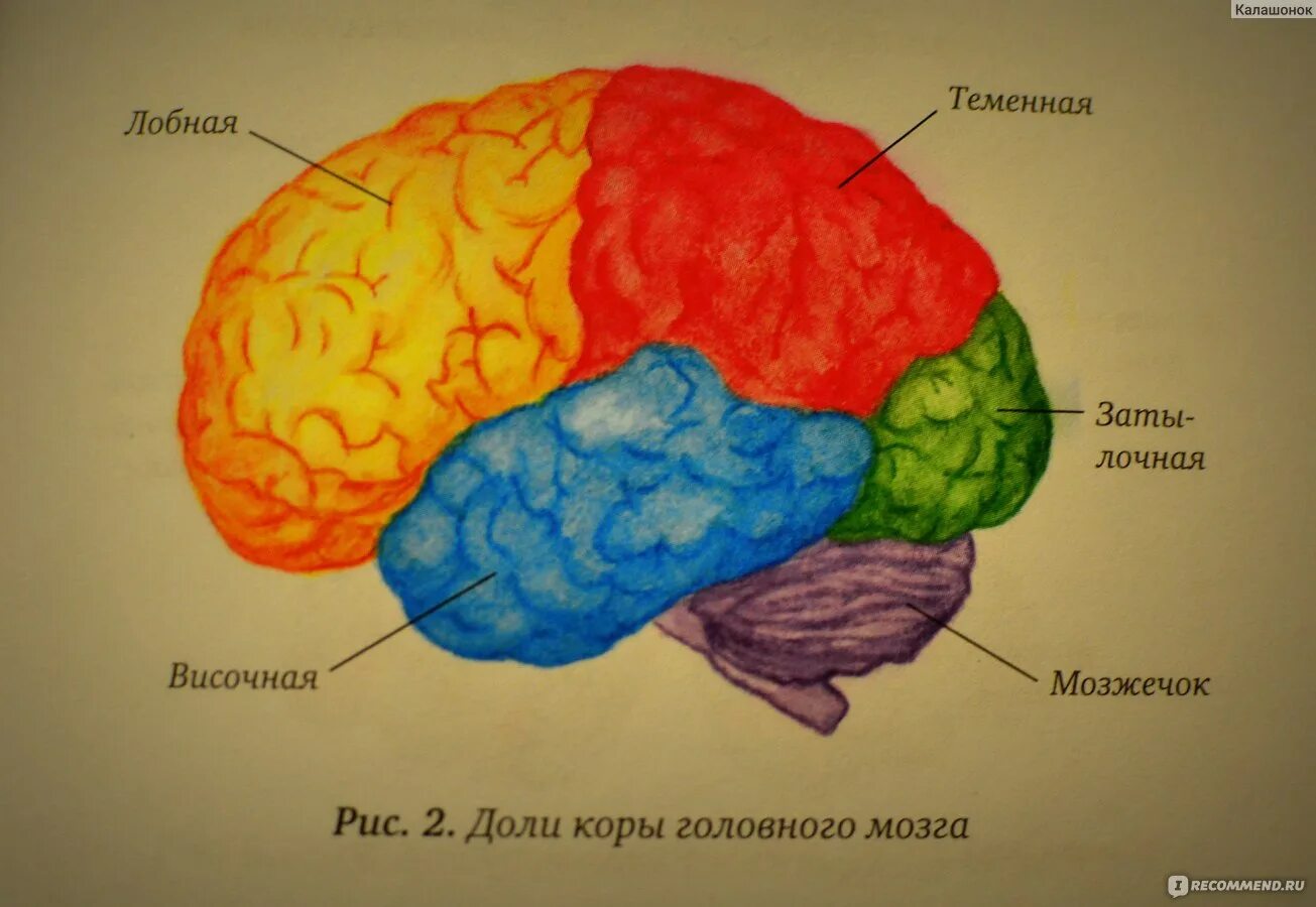 Участки мозга за что отвечают. Часть мозга отвечающая за зрение. Мозговая организация. Зона мозга отвечающая за зрение. Мозг влюбленного человека.