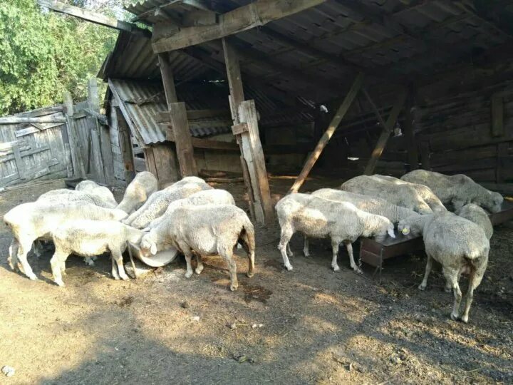 Ставропольское овцеводство. Рынок в селе бараны. Бараны в Ставропольском крае. Бараны села верхнестепеое. Овцы купить в ставропольском