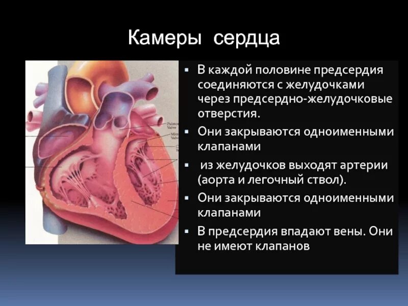 Клапаны аорты и легочного ствола. Клапан легочного ствола. Створки клапана легочного ствола. Клапан легочного ствола является:. Клапан правого предсердно желудочкового отверстия