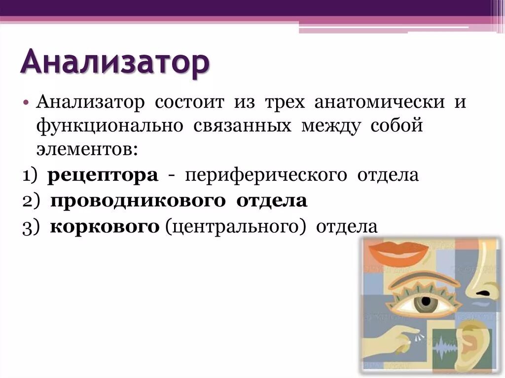 Презентация анализаторы органы чувств. Анализаторы человека. Органы чувств. Анализатор состоит из органов чувств. Биология органы чувств анализаторы.