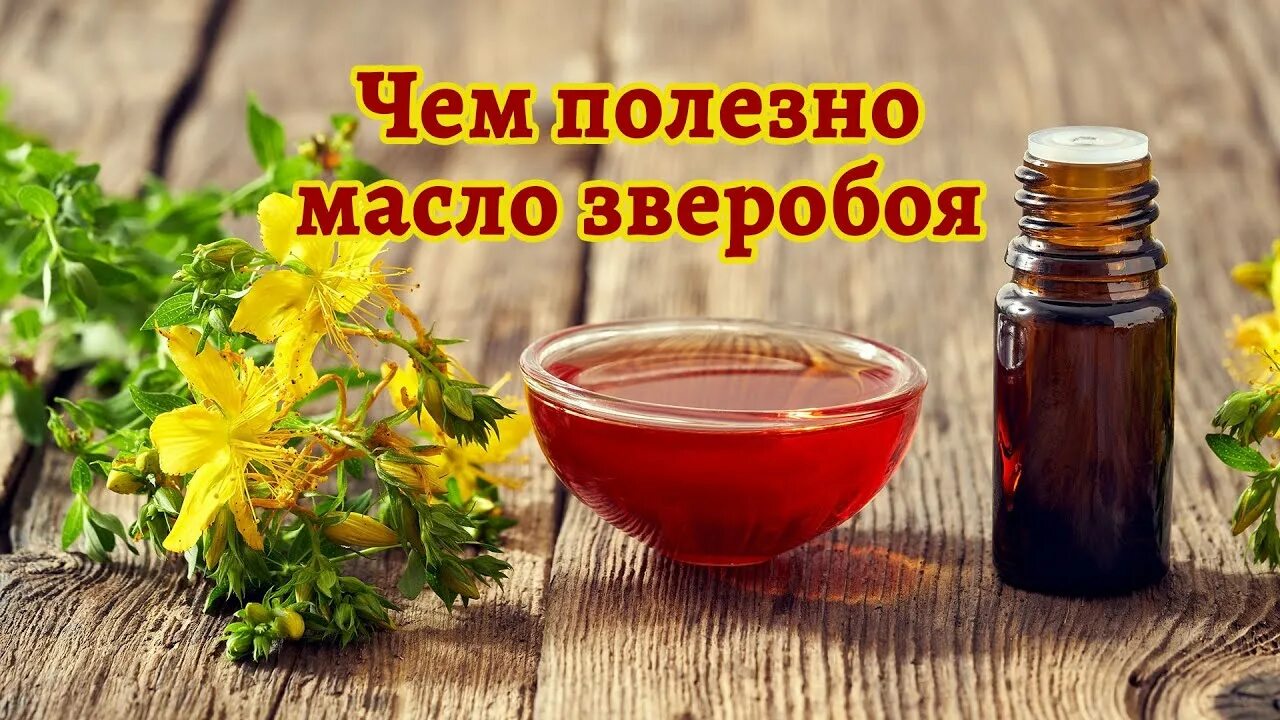 Как сделать масло зверобоя. Масло зверобоя. зверобой красное масло. масло зверобоя фото. отвар из зверобоя.