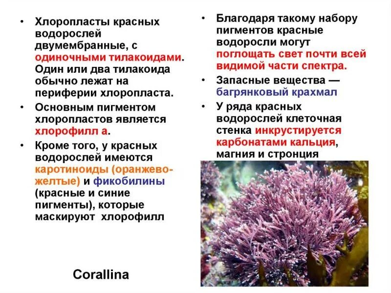 Из предложенного списка выберите низшие растения. Пигменты хлоропластов водорослей. Отдел красные водоросли пигменты. Пигменты и запасные вещества красных водорослей.. Пигменты бурых и красных водорослей.