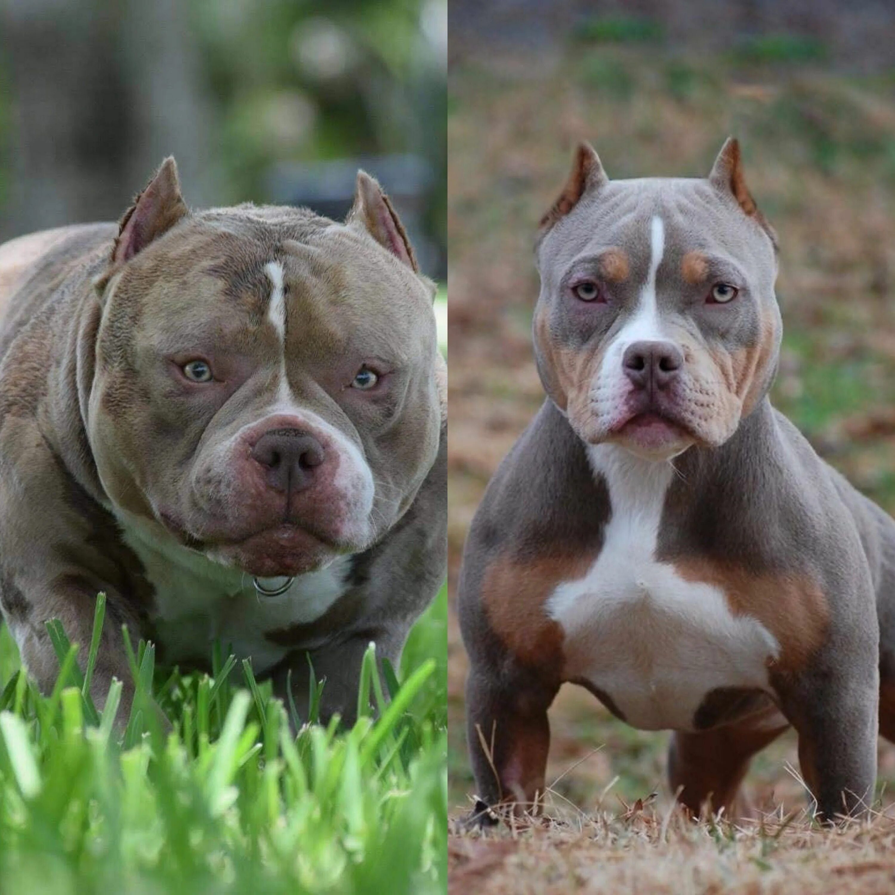 Американский бульдог булли щенки. Американский питбультерьер. Булли терьер. Булли покет собака американский. Американский пит стафф терьер.