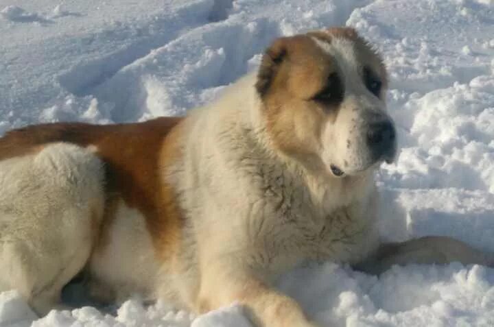 Суратбек абдурахимов бабушка и алабай видео. Новогодний алабай. Кавказская овчарка алабай различия. Среднеазиатская овчарка алабай белые. Грузинская овчарка и алабай отличия.