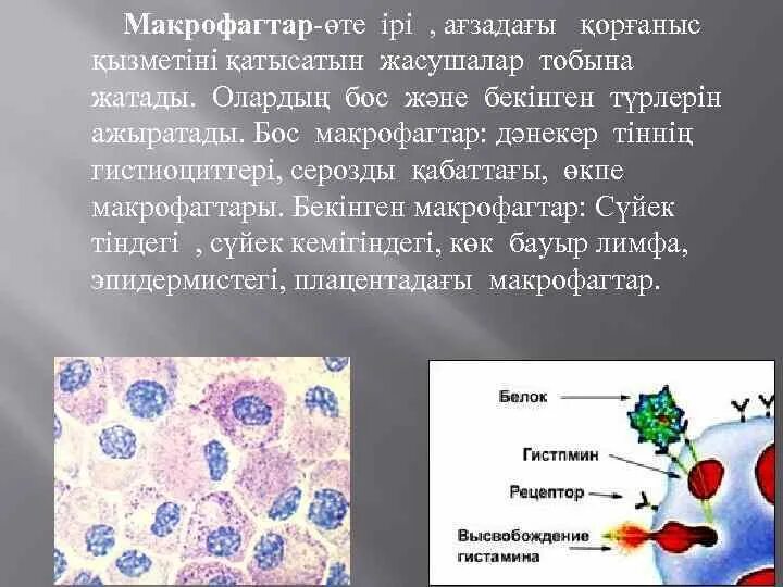 Макрофаги в организме человека. Макрофаг картинка. Тканевые макрофаги. Макрофаги клетки тела человека. Клетками макрофагами являются