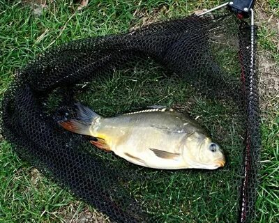 South fish