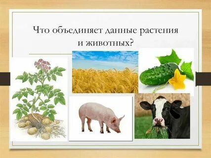 Значение живых цветов