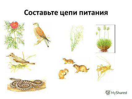 Цепи питания пшеничного поля