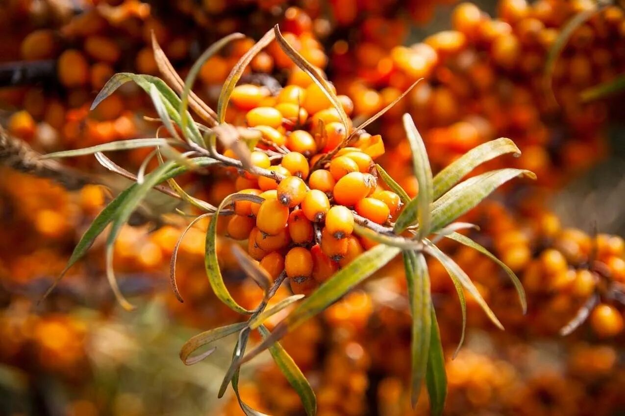 Что такое облепиха. Облепиха крушиновидная дерево. Голденмикс облепиха. Облепиха hippophae. Что такое облепиха.