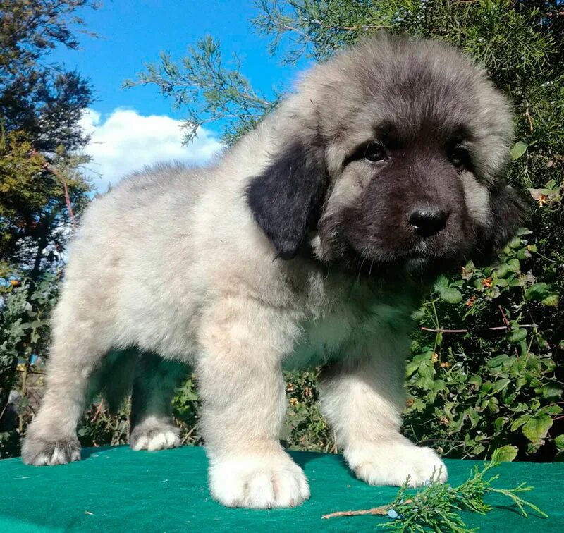 щенки кавказской породы. кавказская овчарка щенок. кавказская овчарка щенок. кутята кавказской овчарки. собака кавказская овчарка.