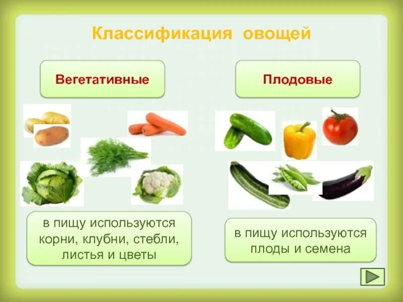 Овощ используемый в. Овощ используемый в