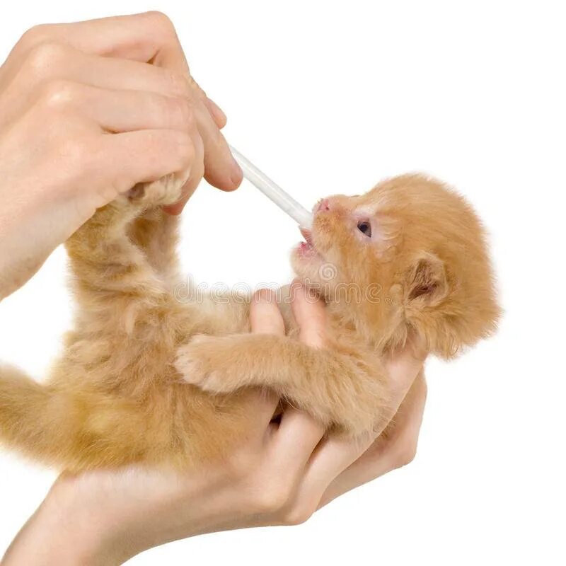 Вскармливание новорожденных котят. Приспособление для искусственного вскармливания котят. Новорожденный котенок искусственном вскармливании. Искусственное вскармливание котят.