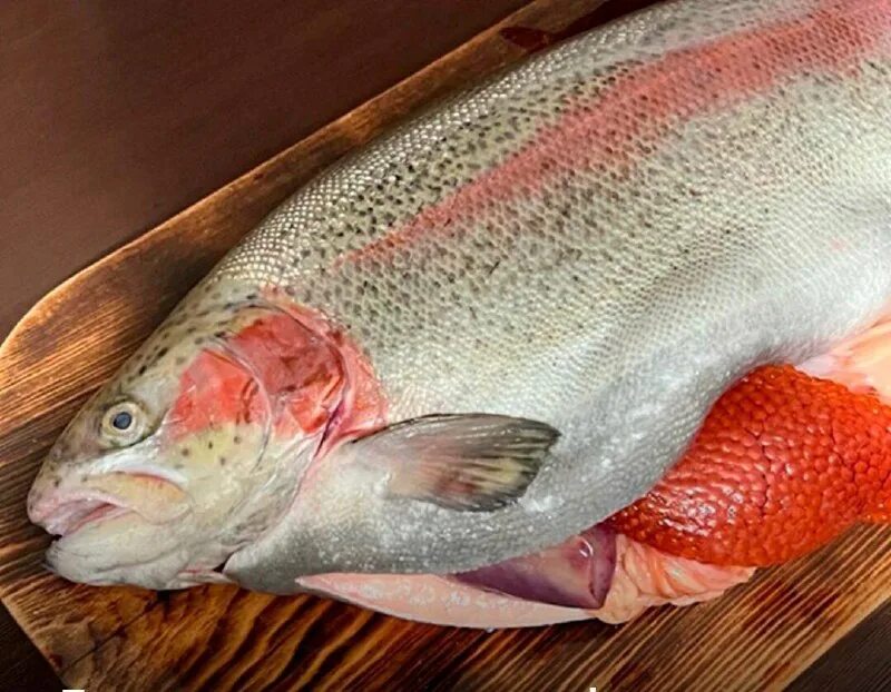 озерная форель (радужная, кумжа). форель радужная замороженная. форель 1 кг свежая. форель карелия непотрошеная. фарель карелтская потрошенная.