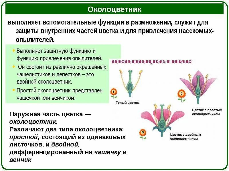 Цветок функции кратко. Функции околоцветника. Функция околоцветника у цветка. Функции околоцветника 6 класс. Околоцветник строение и функции.