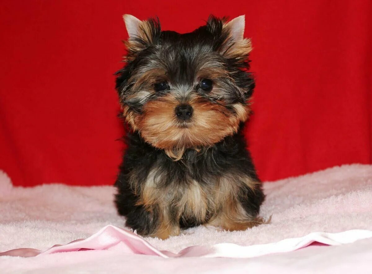 Шпиц померанский карликовый. Недорогие маленькие породы собак с ценами. Чихуахуа мини гладкошерстные. Карликовый йоркширский терьер. Карликовый шпиц и померанский шпиц.