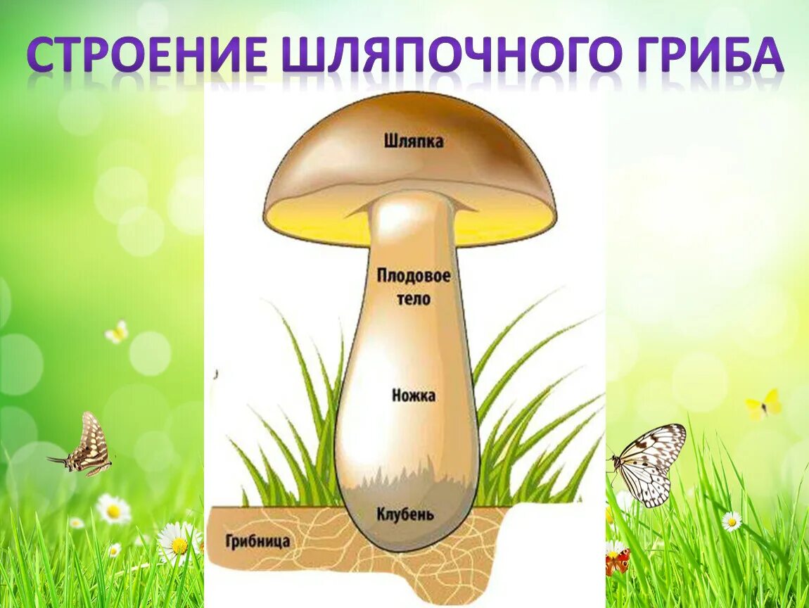 Строение шляпочного гриба 7 класс биология. Строение шляпочного гриба. строение шляпочных грибов. рисунок схема шляпочного гриба. особенности строения шляпочных грибов.
