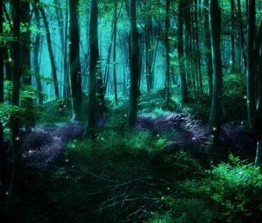 Enchanted forest