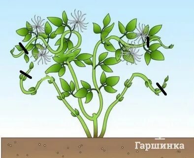 Как обрезать клематис после цветения