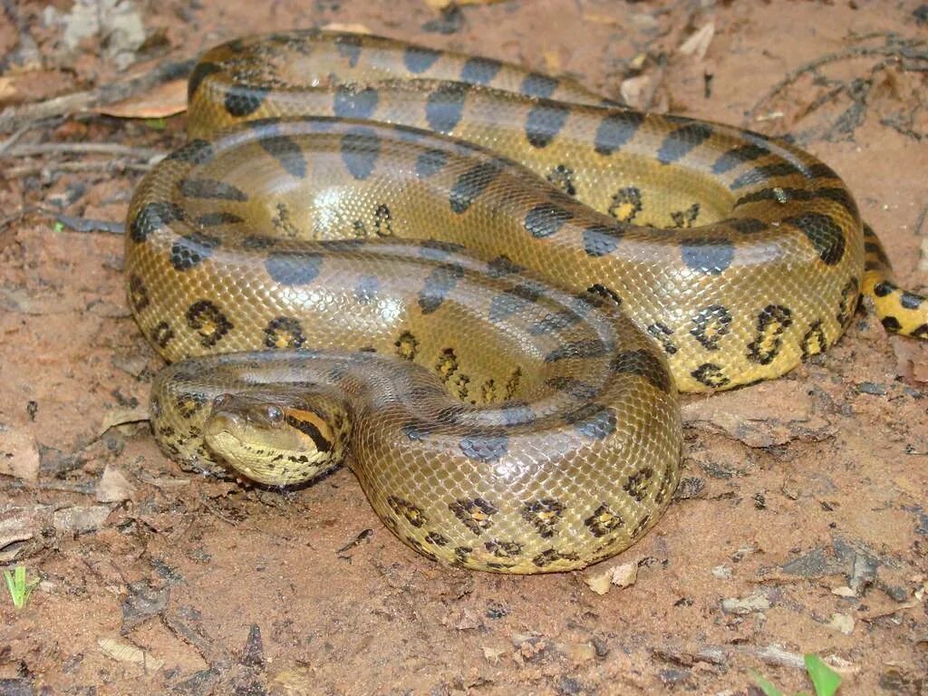 Анаконда змея. Зеленая Анаконда (eunectes murinus). Водяной удав Анаконда. Сколько метров змея