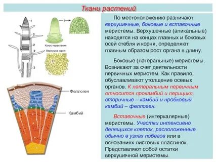 Конус нарастания стебля строение и функции