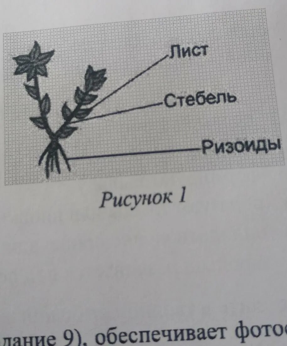 К какому классу относится растение лист которого показан на рисунке. К какому классу относится растения лист который показан на рисунке. К какому классу относят растение лист показан на рисунке 1. 7.1. К какому классу относят растение, лист которого показан на рисунке?.